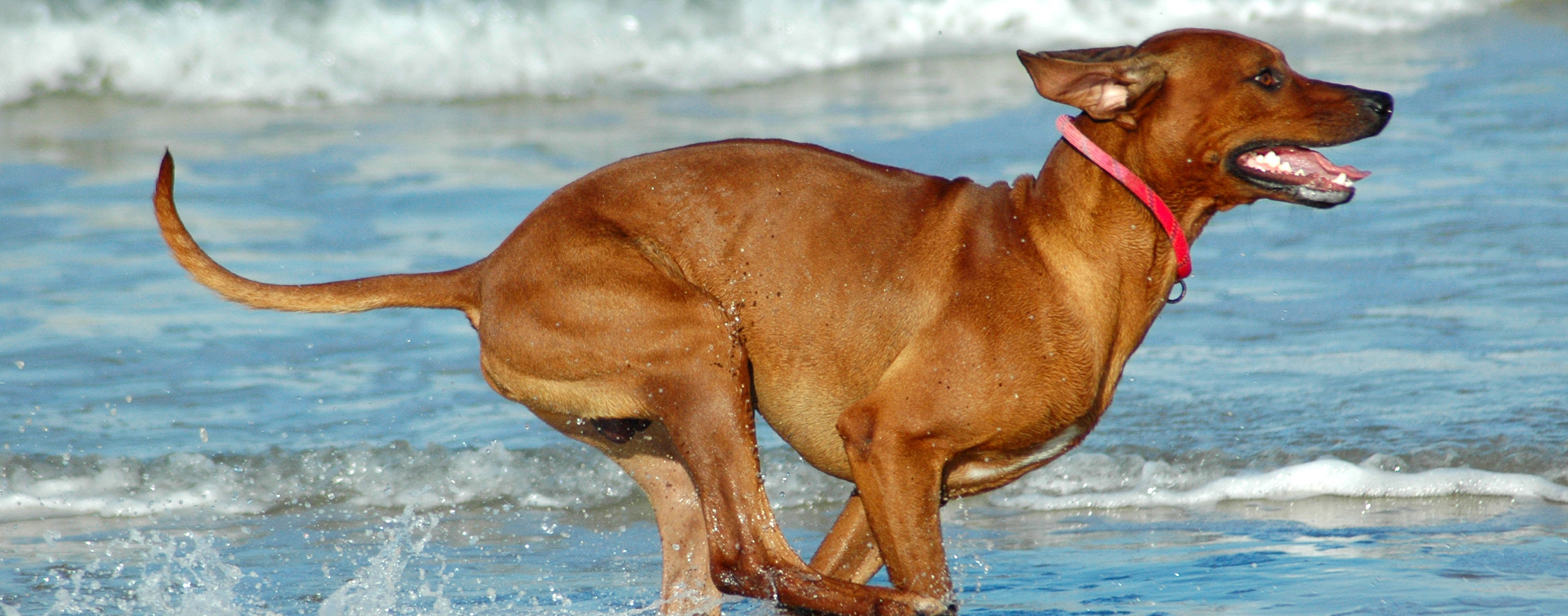 During the summer, your dog may enjoy running along the beach