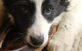 A dog chewing destructively on a pair of its owner's shoes