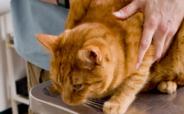 Owner bringing their cat to the vet's office for intestinal parasites