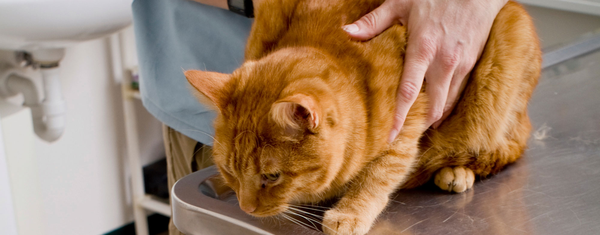 Owner bringing their cat to the vet's office for intestinal parasites