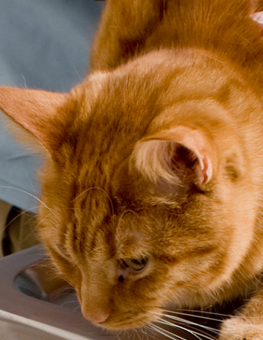 Uncomfortable cat at the vet's office, carrying intestinal parasites