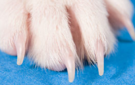 Dog's paw and nails stretched out at a visit to the vet's office