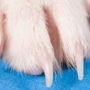 Dog's paw and nails stretched out at a visit to the vet's office