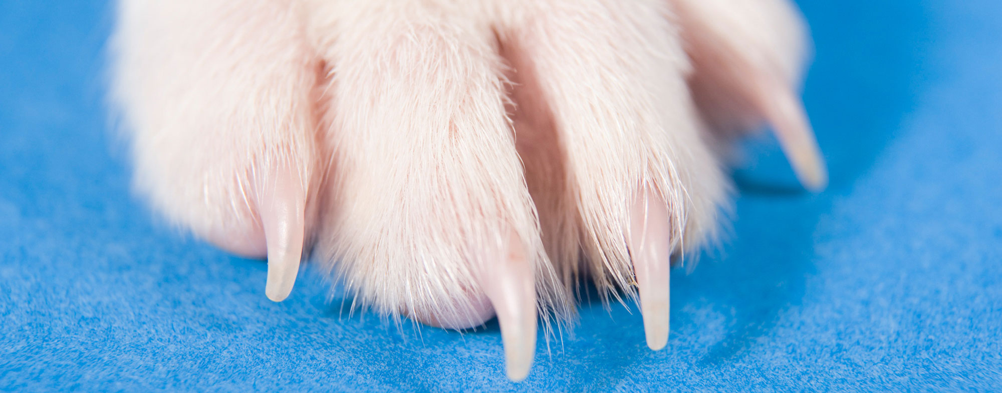 Dog's paw and nails stretched out at a visit to the vet's office