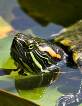 Pet aquatic turtle poking its head of the water