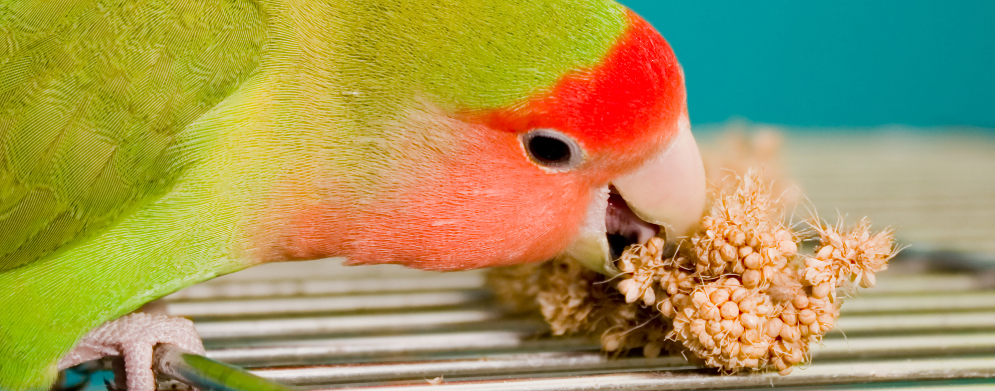 An excited pet parrot licking a bunch of berries with its beak