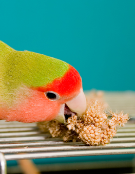 Green and shrimp orange pet parrot using its beak to eat berries