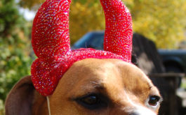 Horns of consecration upon a dog's head, for a halloween costume