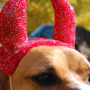 Horns of consecration upon a dog's head, for a halloween costume