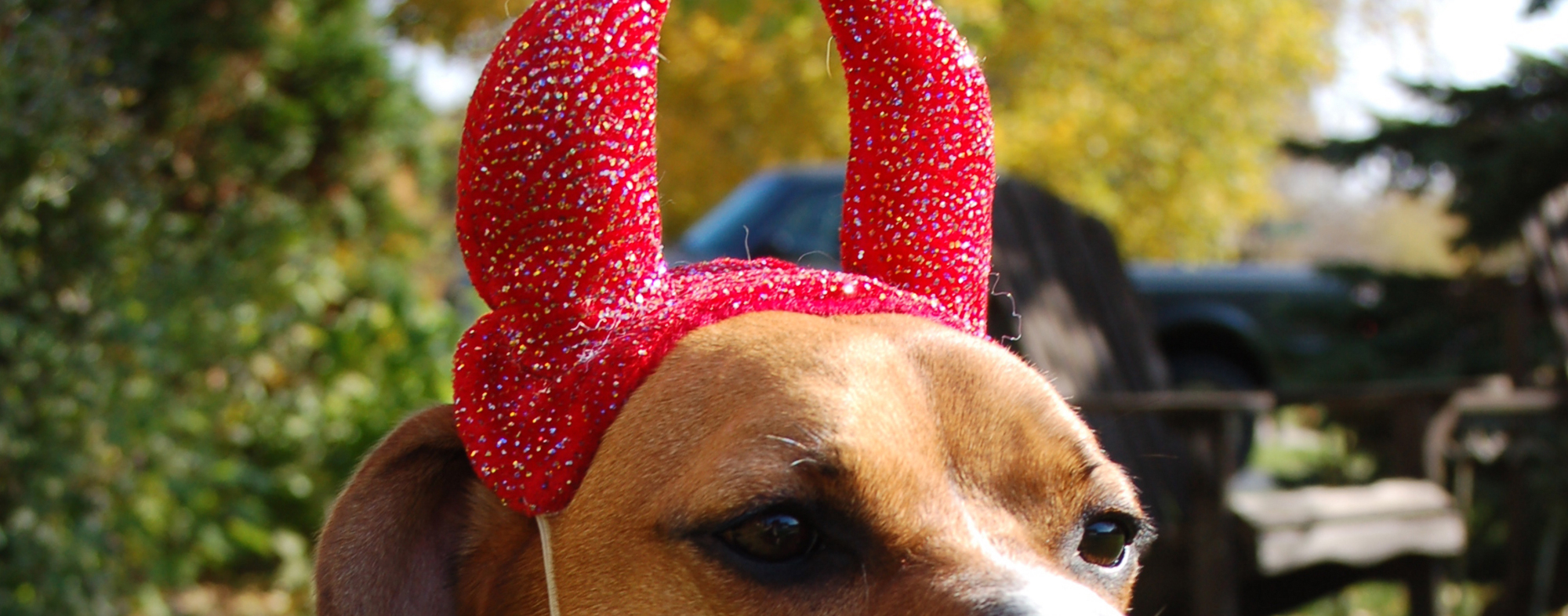 Horns of consecration upon a dog's head, for a halloween costume