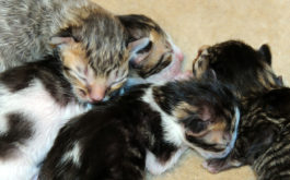 Newborn kittens sleeping together in a pile to stay warm