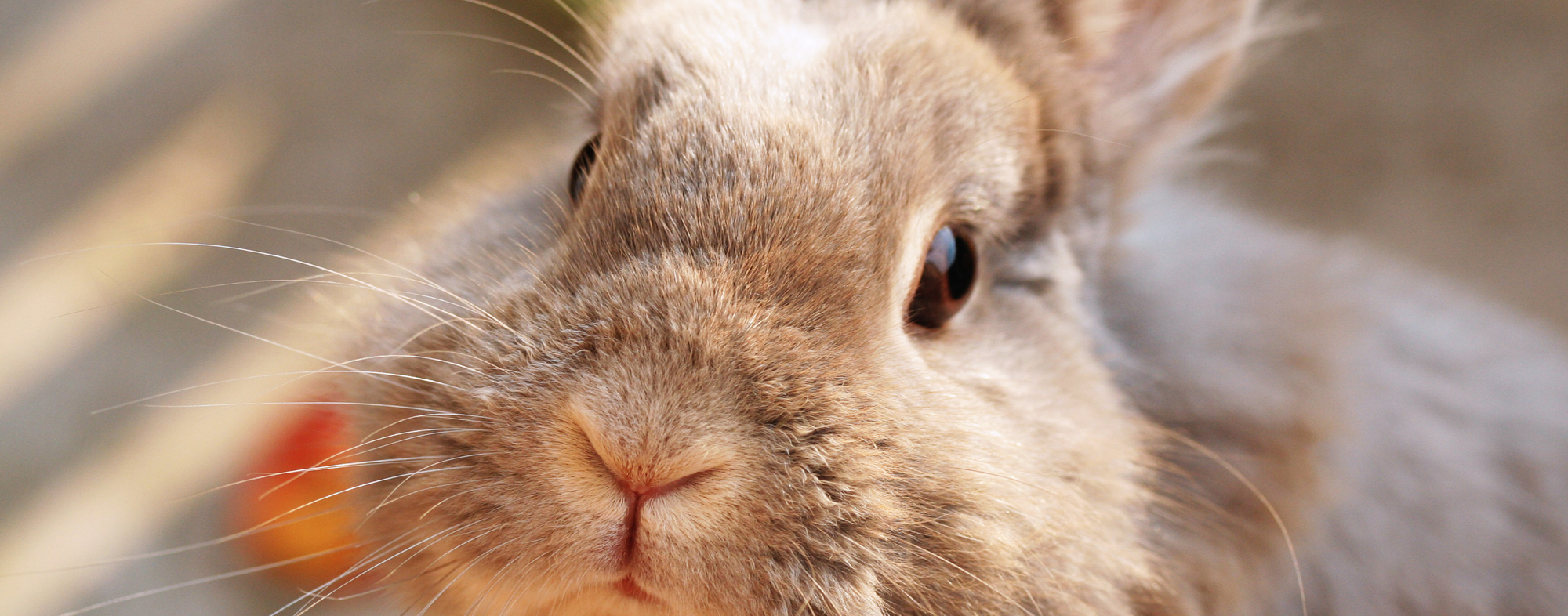 Pet rabbit staring calmly and intently ahead, outside on Rabbit Day