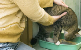 Housetraining a tabby kitten by holding her above her new litter box