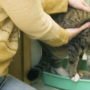 Housetraining a tabby kitten by holding her above her new litter box