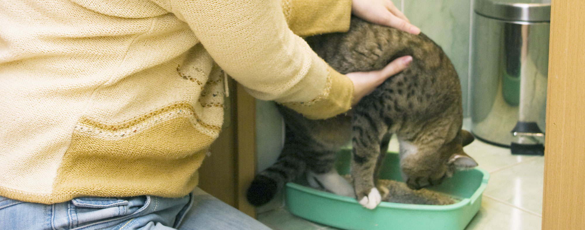 Housetraining a tabby kitten by holding her above her new litter box