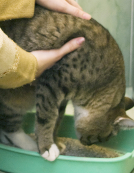 A large kitten resisting its owner, by pushing away from a litter box
