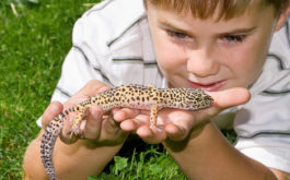 A child laying on the ground, holding a pet reptile gently in their hands