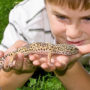 A child laying on the ground, holding a pet reptile gently in their hands