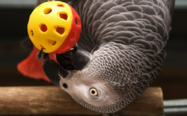 Perched on a branch, pet bird with grey plummage pokes a toy ball
