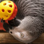 Perched on a branch, pet bird with grey plummage pokes a toy ball