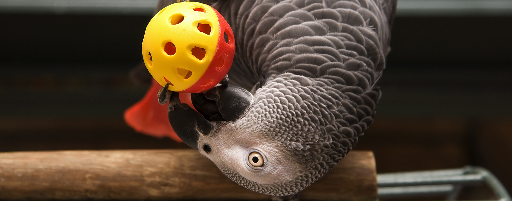 Perched on a branch, pet bird with grey plummage pokes a toy ball