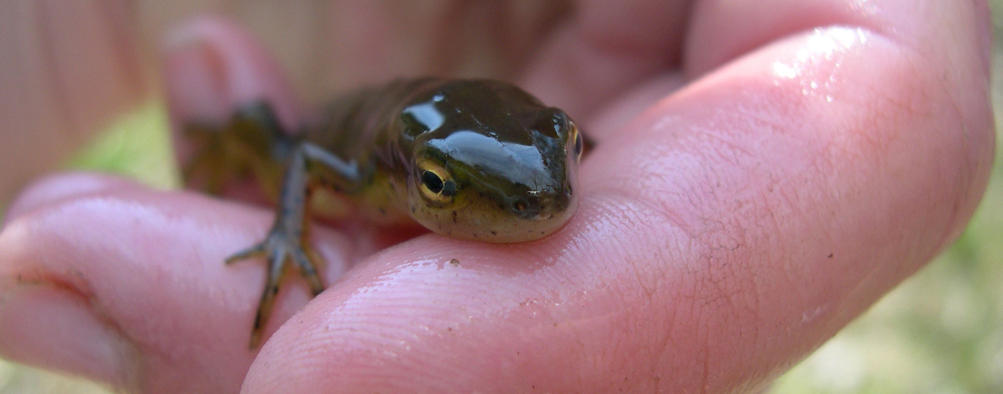 Owner of small pet reptile assessing the hygiene of the creature