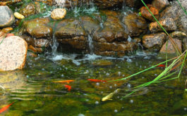 An outdoor pond for pet fish, free of excessive algae growth