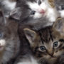 Cluster of young kittens in hay being trained to use a litter box