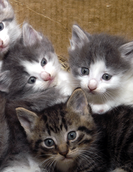 A trio of small kittens clustering together before using a litter box