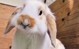 A pet rabbit inside a cage home designed for small animals