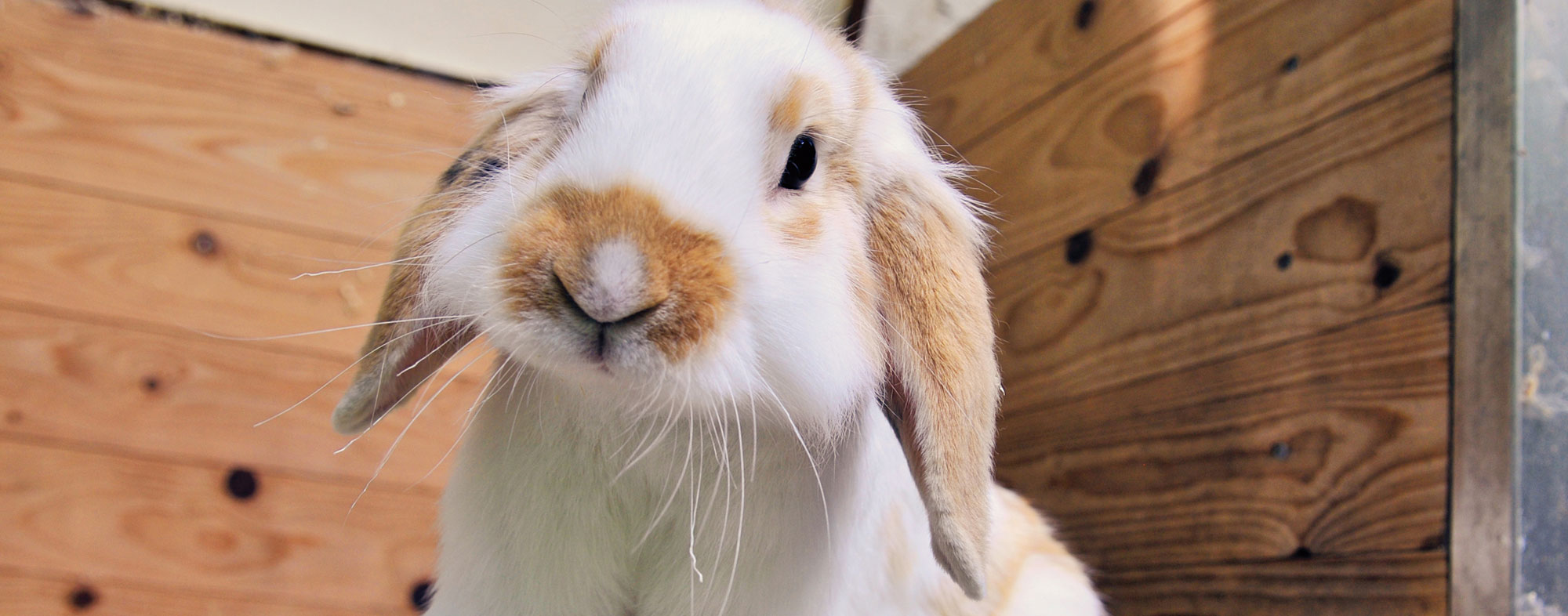 A pet rabbit inside a cage home designed for small animals