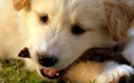 A young puppy chewing on a treat, during training
