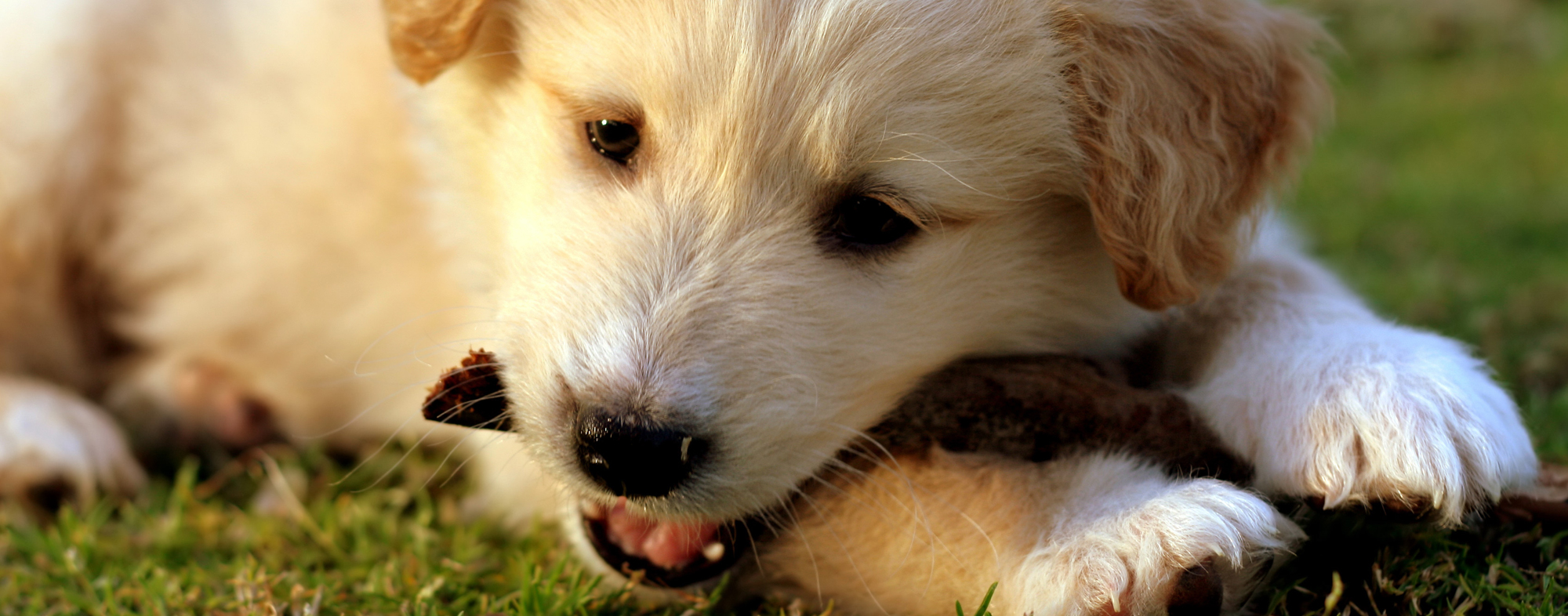 A young puppy chewing on a treat, during training