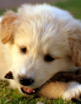 Puppy who needs special care for the first 21 days of their life