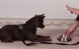 Small dog being house trained to eat from a bowl on command