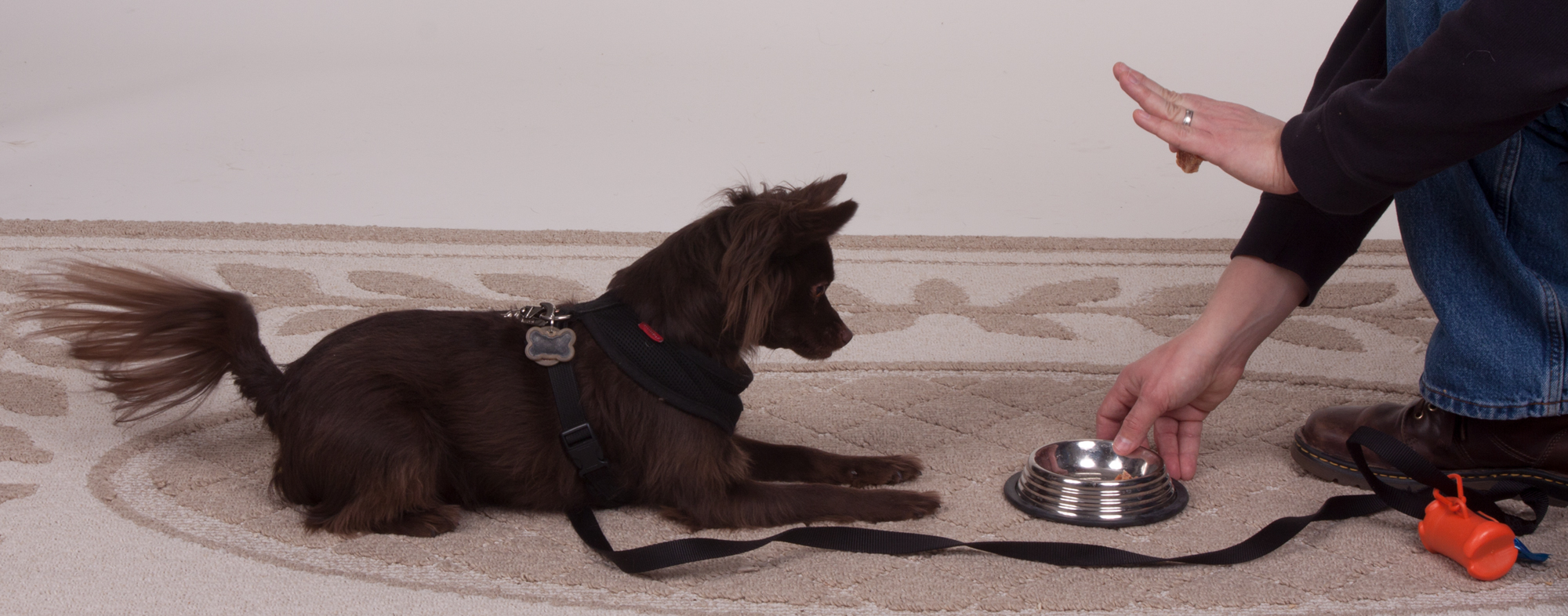 Small dog being house trained to eat from a bowl on command