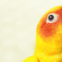 Candycorn feathered pet parrot with a good diet and hygiene regiment