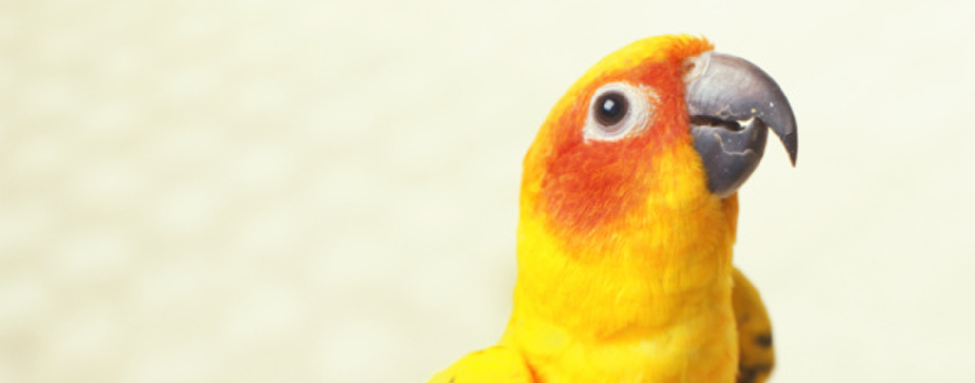 Candycorn feathered pet parrot with a good diet and hygiene regiment
