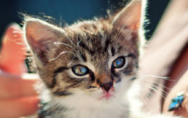 Newly adopted kitten being cradled in the arms of her necklaced owner