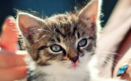 Newly adopted kitten being cradled in the arms of her necklaced owner