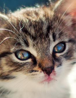Newborn kitten staring into the eyes of its adoptive cat parent