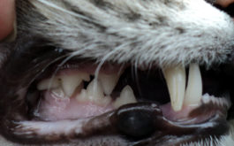 Pet cat with good oral hygiene and a mouth full of white teeth