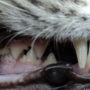 Pet cat with good oral hygiene and a mouth full of white teeth