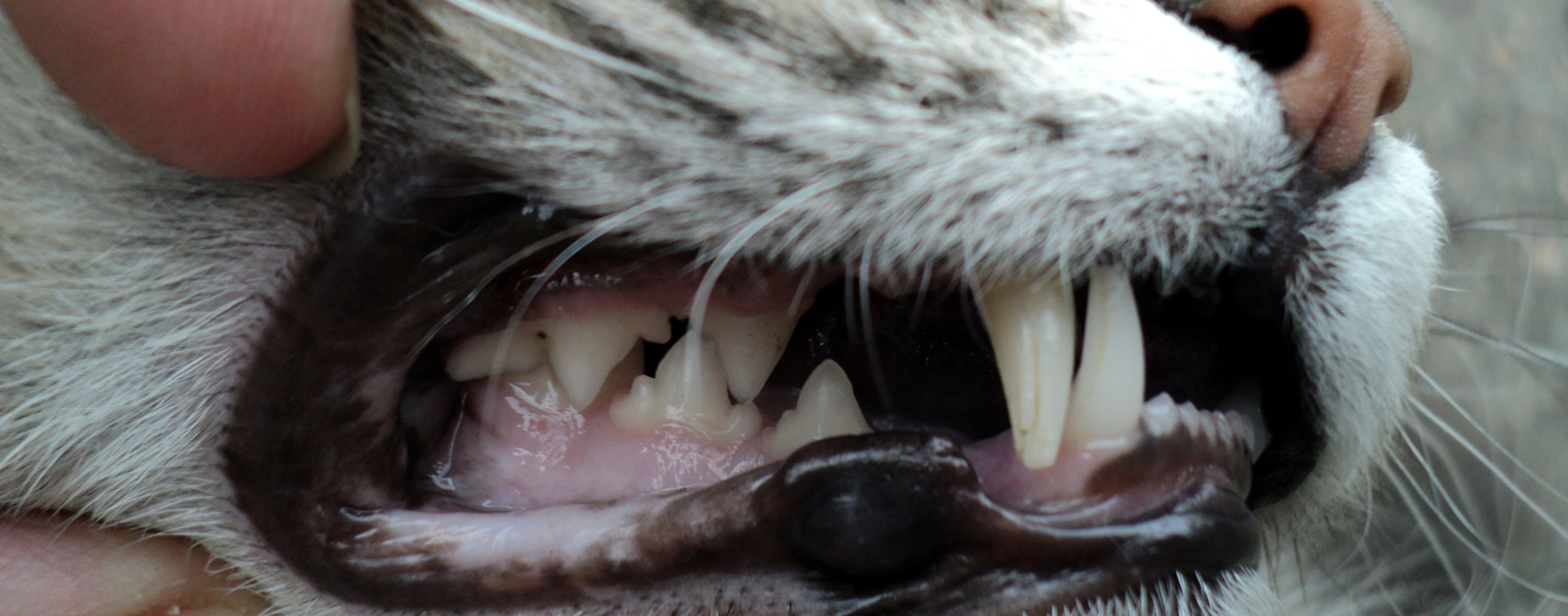 Pet cat with good oral hygiene and a mouth full of white teeth