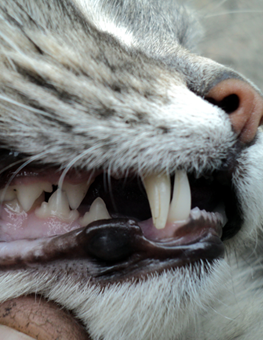 Mouth of pet cat being held open during dental examination at the vet