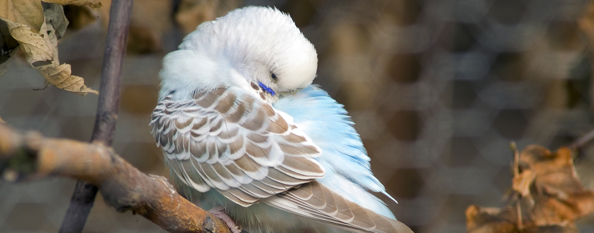 Pet bird perched on branch outside, disturbed by intestinal parasites