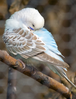 Snow white and blue feathered pet bird with intestinal parasites
