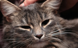 Adult cat with dark shades of gray and tan, being pet in appreciation