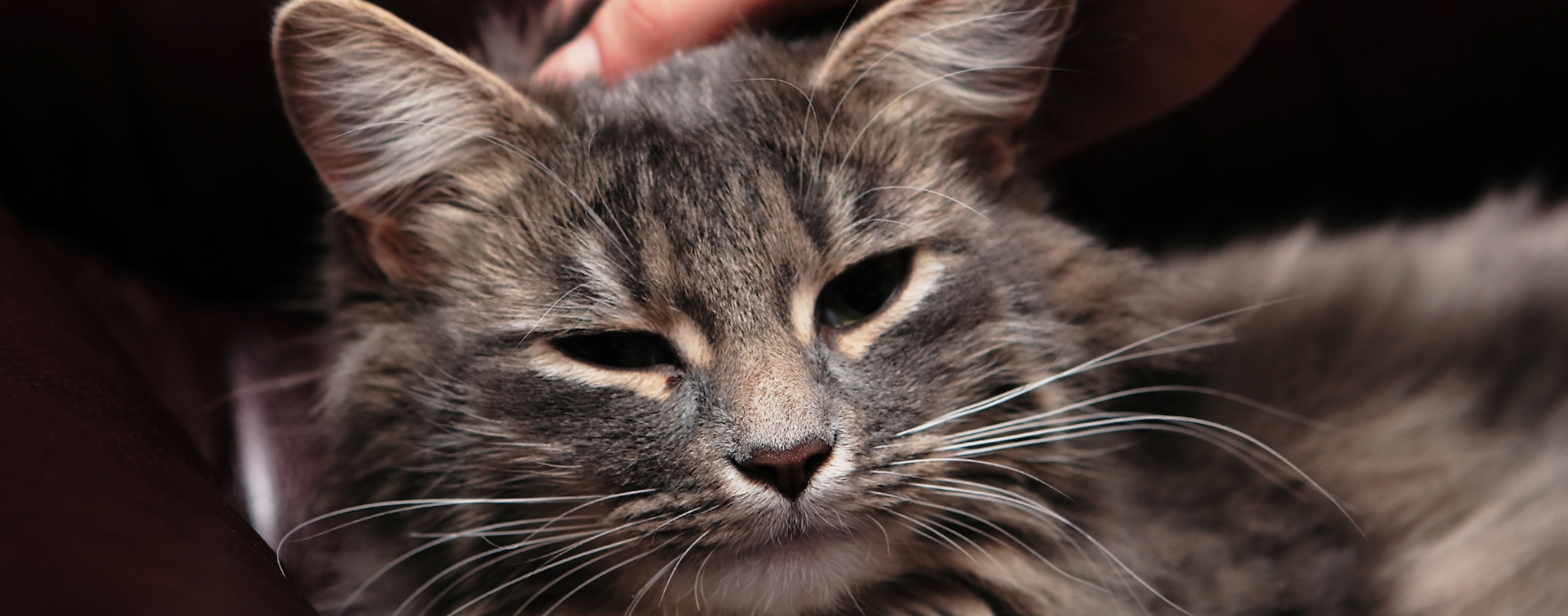 Adult cat with dark shades of gray and tan, being pet in appreciation