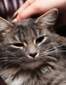 Small cat seated on maroon couch, as her head is rubbed by owner